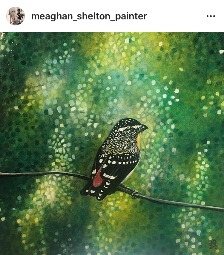 Spotted Pardalote by Meaghan Shelton Spotted Pardalote